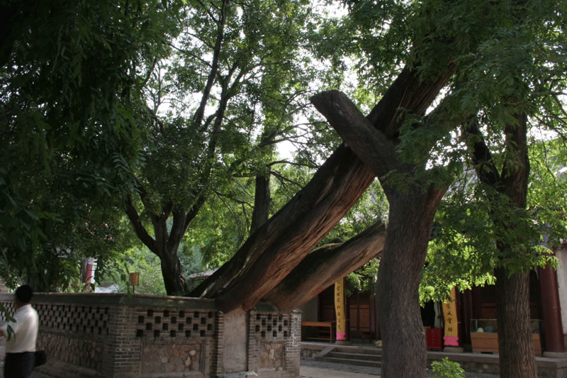 南郭寺古柏2.jpg